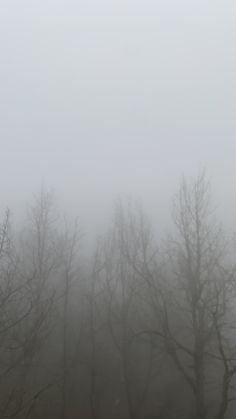 trees in the fog with no leaves on them and one bird flying over it's head