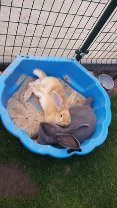 two rabbits in a blue plastic bowl on the grass next to a fence and some water bottles