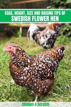 two chickens standing in the grass with text overlay that reads eggs, height, size and raising tips of swedish flower hen