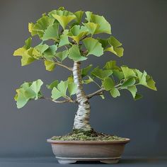 a bonsai tree with green leaves in a brown pot on a gray background,