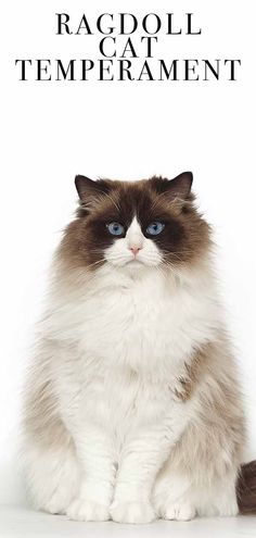 a white and brown cat with blue eyes sitting in front of a white background text reads ragdol cat temperature