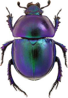 a purple and green beetle sitting on top of a white surface