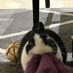 a black and white rabbit is chewing on a purple blanket in front of a table