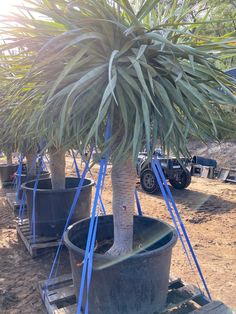 Dragon Tree (Dracaena Draco) - Designer Trees Australia