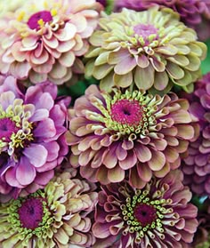 a bunch of purple flowers with green centers in the center and pink petals at the top