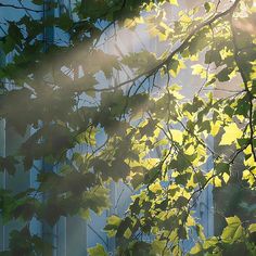 sunlight shining through the leaves of a tree