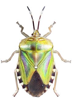 a close up of a green and yellow bug on a white backgroung