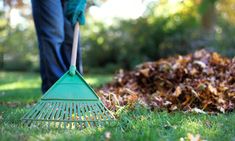 a person is shoveling leaves in the grass with a green rake and blue gloves