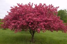 a pink tree in the middle of a grassy field