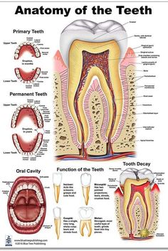 Tooth Poster, Dental Hygienist School, Teeth Anatomy, Dental Posters, Tooth Chart, Dental Assisting