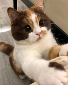 a brown and white cat laying on the floor