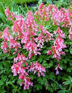 pink flowers are blooming in the garden