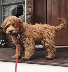 a shaggy brown dog standing on top of a porch next to a red leash and mailbox