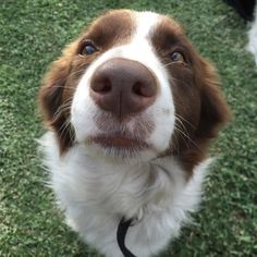 a brown and white dog looking up at the camera