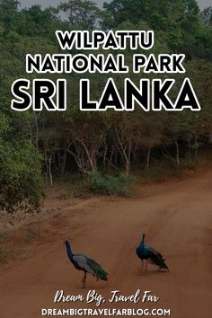 two peacocks walking down a dirt road with the words wildlife national park sri lanka