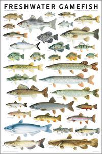 a poster with different types of fish on it's sides and the words, fresh water gamefish