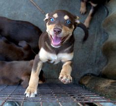 two dogs are sitting on the floor and one is looking up at the camera with its mouth open