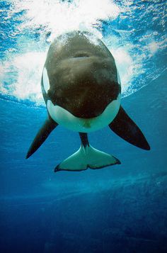 an orca swimming in the water with its head above the water's surface