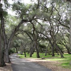 the road is surrounded by trees and grass