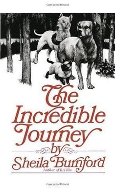 the incredible journey by sheila bunford, with two dogs in the snow and trees