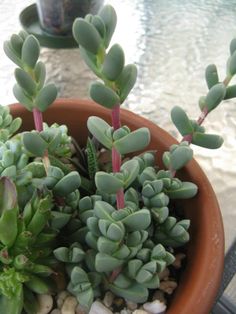 a potted plant sitting on top of a table