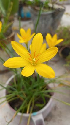 some yellow flowers are in a pot on the ground and one flower is blooming