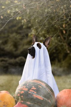 a dog hiding behind a white cloth next to pumpkins