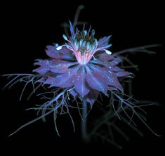 a purple flower with water droplets on it's petals in the dark night time