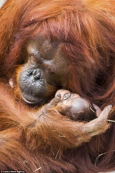 an adult oranguel holding the baby in its arms