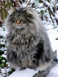 a long haired cat sitting in the snow