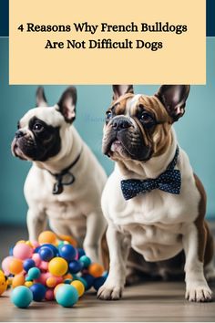 Two French Bulldogs sitting beside colorful balls with text "4 Reasons Why French Bulldogs Are Not Difficult Dogs" above them. Bulldog Puppies For Sale, Successful Relationships, Healthy Easy