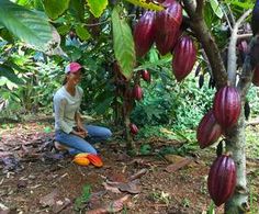 a woman sitting on the ground next to a tree filled with unripe fruit