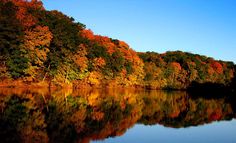 a lake surrounded by lots of trees with fall foliage on the shore and blue sky in the background