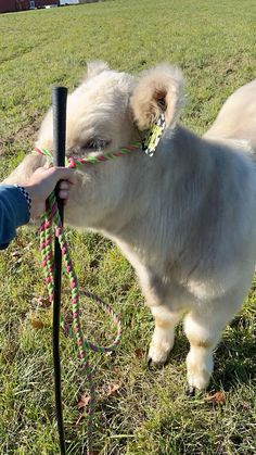 a small white goat standing on top of a lush green field next to a person