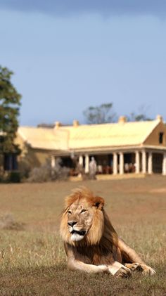 a lion laying on the ground in front of a house