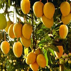 mango tree with lots of ripe fruit hanging from it's branches