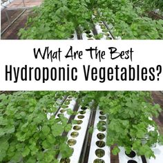 what are the best hydroponic vegetables? and why do they need to be planted