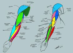 the muscles are labeled in different colors and directions for each individual to see on this page