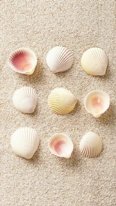 six seashells are arranged in a circle on the sand