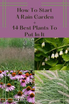 flowers and plants with the title how to start a rain garden 4 best plants to put it