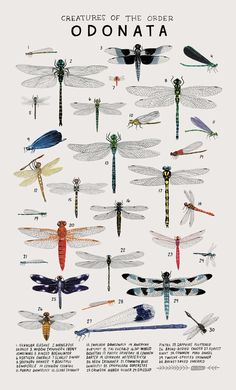 an image of different types of dragonflies on a white background with the words odonata