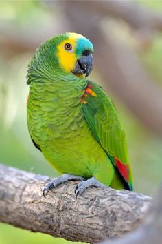 a green parrot sitting on top of a tree branch