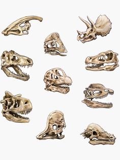 six different types of skulls and their teeth are shown in this drawing, which shows the skull