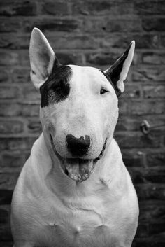 a black and white dog sitting in front of a brick wall with it's tongue out