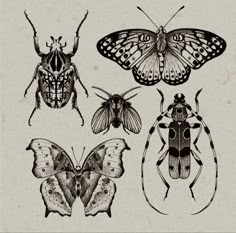 four different types of bugs and moths