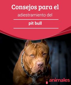 a dog with a chain around it's neck and the words consejos para el adestramentoo del pit bull