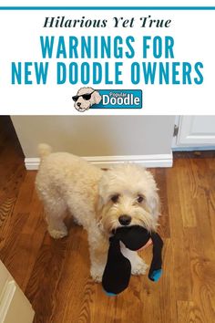 a small white dog holding a stuffed animal in its mouth with the caption warning for new doodle owners