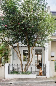 a dog sitting in front of a house with a tree on the porch and fence around it