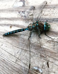 a blue dragonfly sitting on top of a wooden table next to a black insect