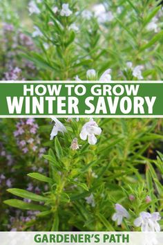 how to grow winter savory in your garden's path, with text overlay